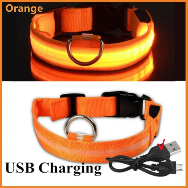 Colliers lumineux LED rechargeables pour chiens
