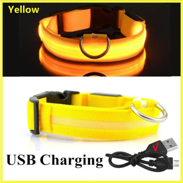 Colliers lumineux LED rechargeables pour chiens