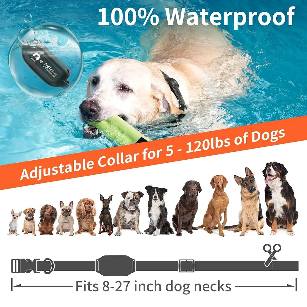 Collier de dressage pour chien