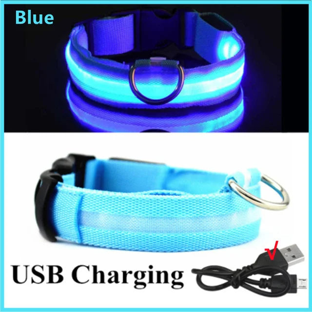 Colliers lumineux LED rechargeables pour chiens