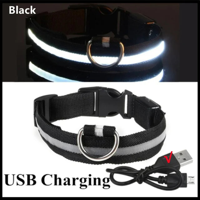 Colliers lumineux LED rechargeables pour chiens