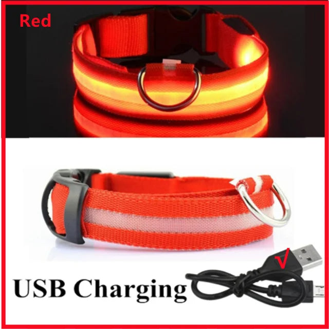 Colliers lumineux LED rechargeables pour chiens